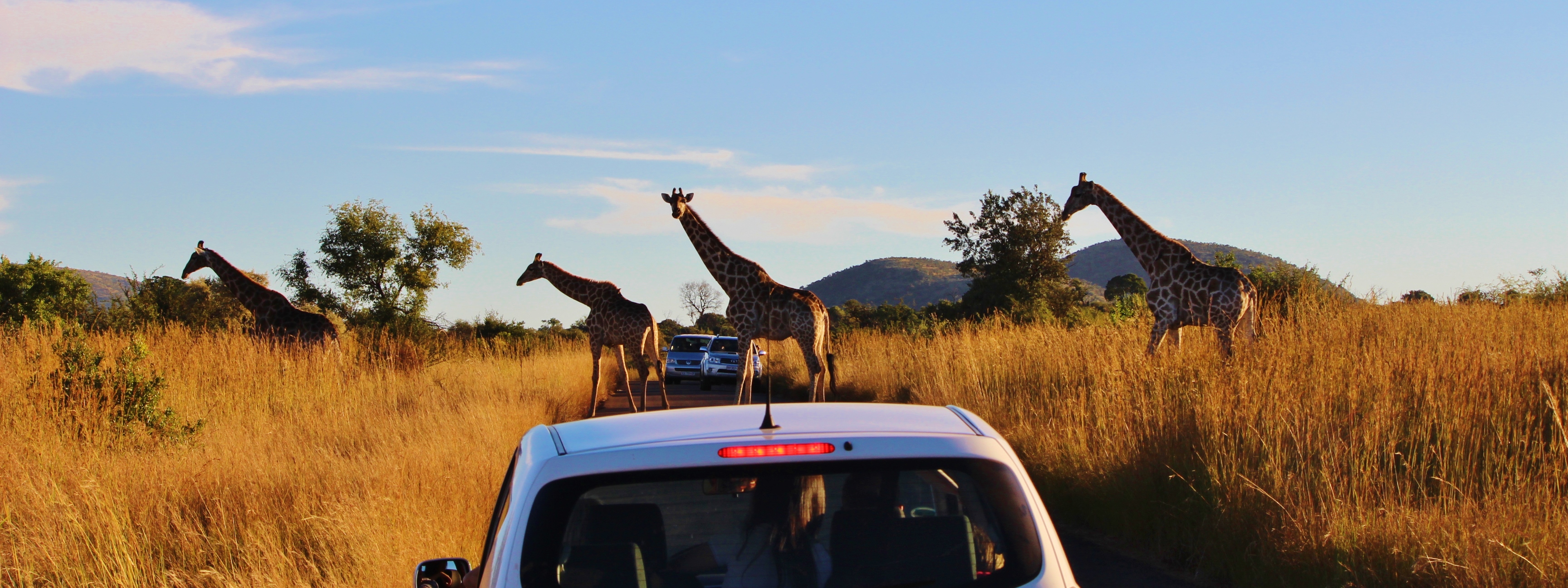 Safari in Pilanesburg